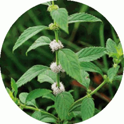 corn mint ، field mint
